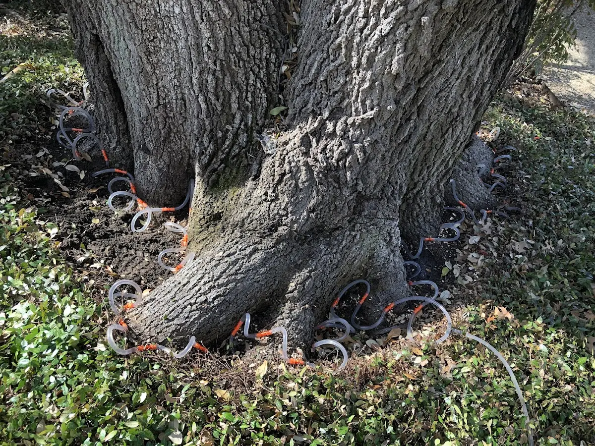 Detailed Tree Cabling and Bracing job site in Watford City