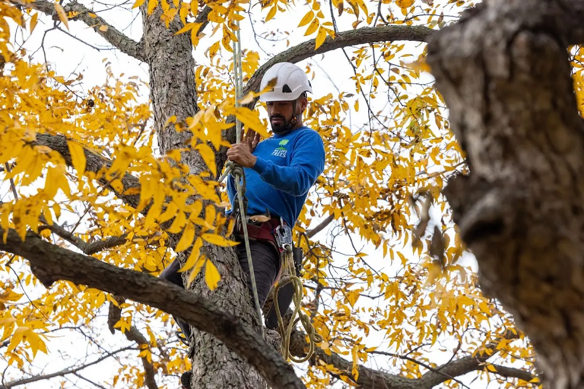 Skilled Tree Planing crew working in Watford City