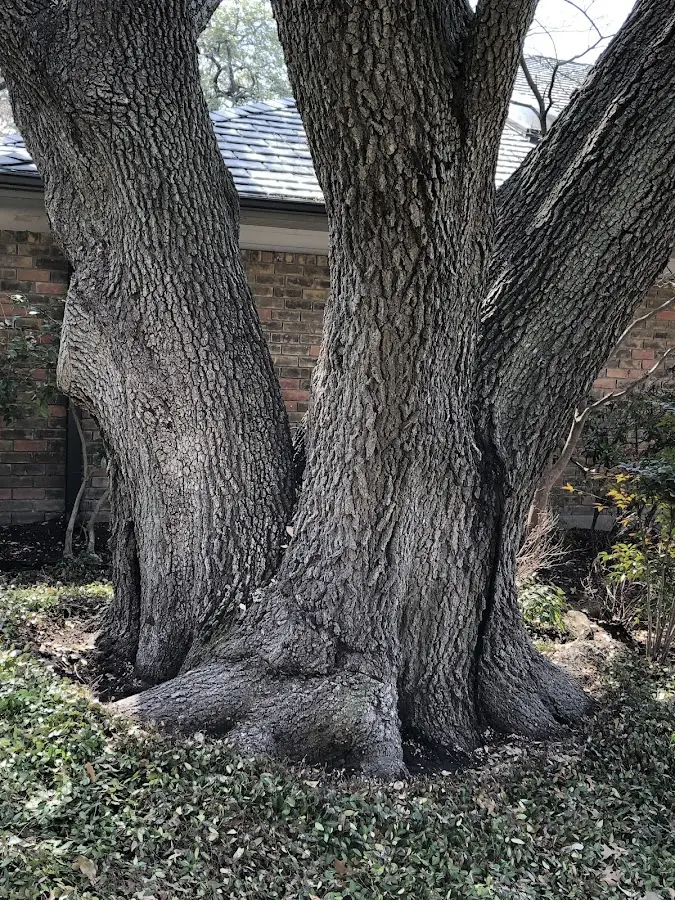 Mature heritage tree close to a Watford City property cared for by certified arborists